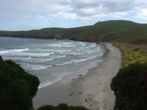 Penguins private beach.