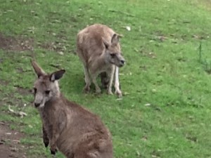 Check out the baby "Joey" in the pouch, head hanging out eating grass.