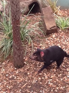 A devil looking for trouble.