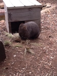 A wombat!