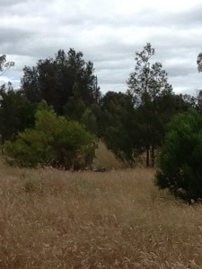 Kangaroo in the wild