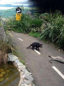 Tassie, I got to feed him Tasmanian devil pellets!