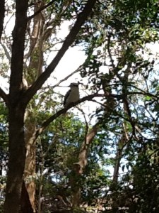 Kookaburra in a tree